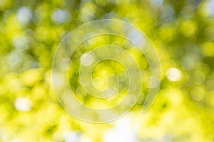 Spring background, green tree leaves on blurred background