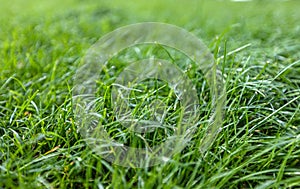 Spring background, green tree leaves on blurred background