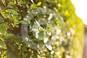 Spring background, green tree leaves on blurred background