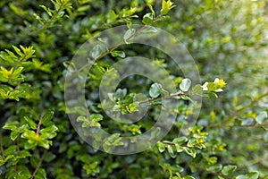 Spring background, green tree leaves on blurred background