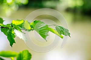 Spring background, green tree leaves on blurred background