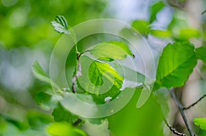 Spring background, green tree leaves on blurred background