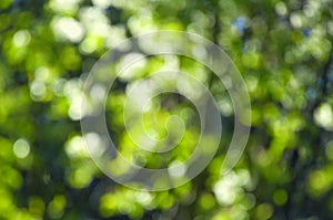 spring background, green young leaves in sunlight, blurring