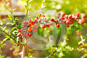 Spring background with growing branch and red leaf