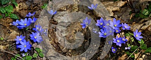 Spring background with Hepatica flower in forest