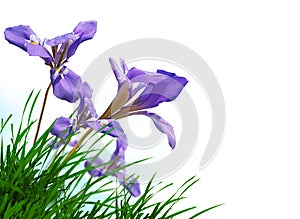 Spring background iris purple flower on green grass isolated  in white background space for your text message