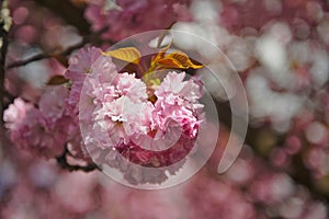 Cherry Blossom photo