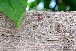 Spring background with ladybug close-up.