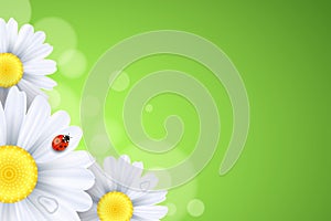 Spring background. Ladybug creeps on the flowers. Realistic daisies. Abstract lights bokeh. Seasonal banner for your design.