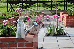 Spring background. A modern vegetable garden with raised briks beds . Raised beds gardening in an urban garden