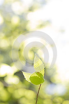 Spring background of new leaves on a twig in a sunlit forest