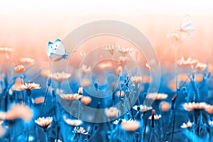 Spring background. Orange flowers and butterfly on a background of blue leaves and stems. Artistic natural macro image.