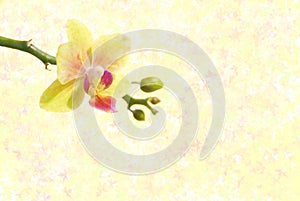 Spring background with an orchid