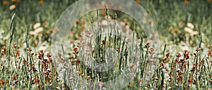 Spring background panorama of green grass and small red flowers,