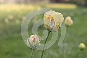 Spring background with pastel yellow tulips