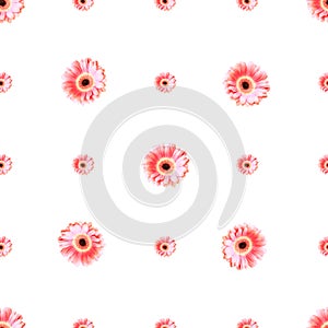 Spring background pattern. flower arrangement of pink gerbera on a white background. minimalistic isometric concept