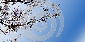 The spring background