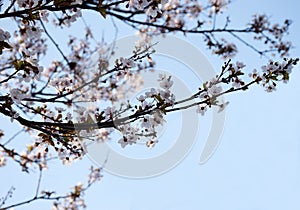 The spring background