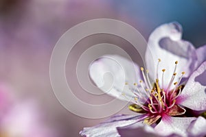 Spring background with pink almond flower