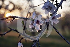 Spring background with pink blossom almond. Beautiful nature scene with blooming tree and sun flare.