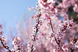 Spring background with pink blossom. Beautiful nature scene with blooming tree and sun flare.