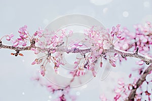 Spring background with pink blossom branch of cherry. Beautiful nature scene