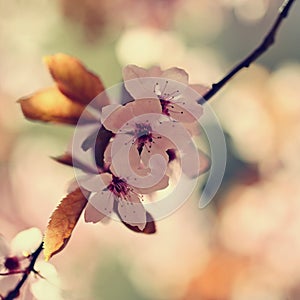 Spring background. Pink cherry blossoms on a tree under a blue sky. Beautiful Sakura flowers during spring time in the park