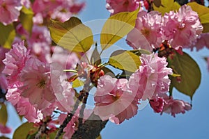 Spring background. Pink flowers in spring. Ornamental Japanese cherry blossoms