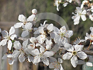 Spring background. Purity Blooming Flowers and Working Bee