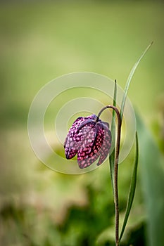 Spring background with a purple chess flower (snake\'s head).