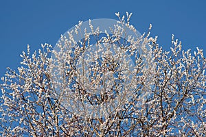 Spring background with pussy-willow branches with catkins. Willow tree