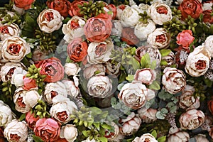 Spring background with red and ivory peonies.