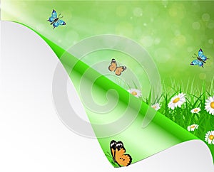 Spring background with sky, flowers, grass