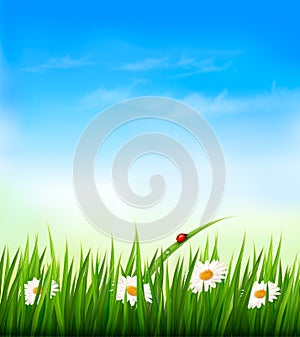 Spring background with sky, flowers, grass and a ladybug.