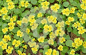 Spring background of small yellow flowers and green leaves photo