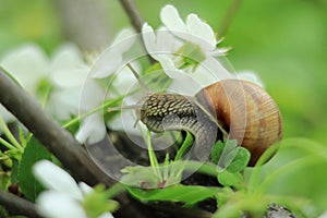 Spring background with snail in flowers