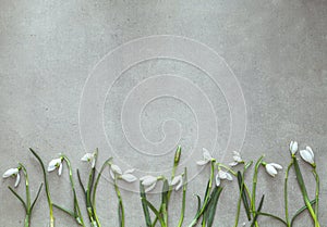 Spring background with snowdrop flowers