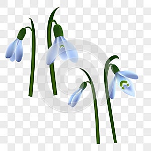 Spring background. snowdrops and green leaves. Realistic drawing of spring flowers with stems and leaves, Eps 10