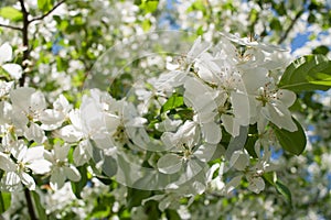 Spring background with sunlit branch of blossoming white apple tree.