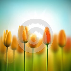 Spring background with tulips