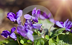 Spring background with violet under sunny sunbeam.