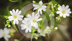 Spring background with weed flowers blooming