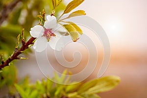 Spring Background with White Almond Flowers. Beautiful Natural Scene with Flowered Tree and Blurred Sunlight. Close Up of Almond