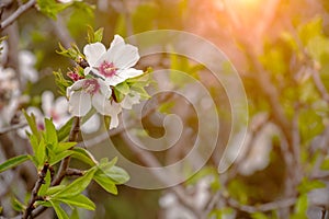 Spring Background with White Almond Flowers. Beautiful Natural Scene with Flowered Tree and Blurred Sunlight. Close Up of Almond