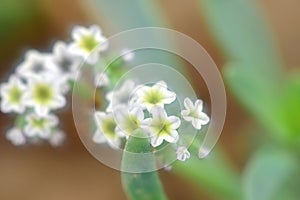 Spring Background with White Blossoms