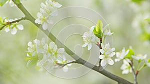 Spring background with white cherry blossom. White bloom of a cherry tree in springtime. Slow motion.