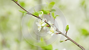 Spring background with white cherry blossom. White bloom of a cherry tree in springtime. Slow motion.