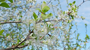 Spring background with white cherry blossom. White bloom of a cherry tree in springtime. Slow motion.