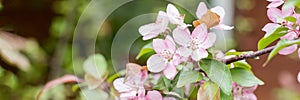 Spring background with white cherry plum blossoms in sunlight. Cherry plum blossoms. Pink plum blossom with purple