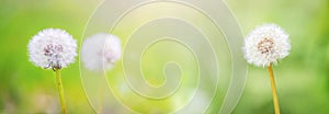 Spring background with white dandelions on a gentle light green background, panorama